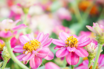 floral pink flowers zinnia in the colorful garden