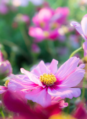 Obraz na płótnie Canvas pink cosmos flowers , daisy blossom flowers in the garden
