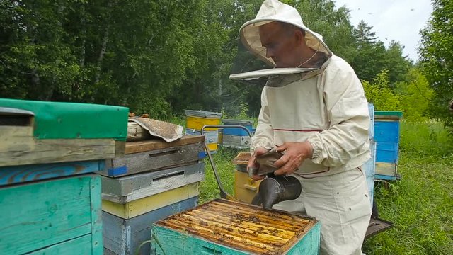 The Beekeeper in australian, canadian, european white suit works with a bee colony, bees on an apiary in a forest, on a clearing. Gets the frame out of the case