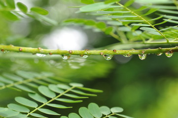 Goutte d'eau 0010