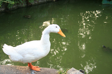 不忍池のアヒル
