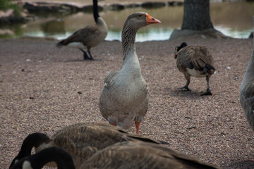 Proud Goose