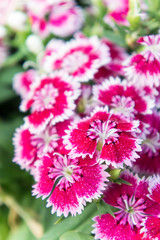 Dianthus flowers , colorful flowers daisy vivid flowers in the garden