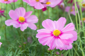 floral flowers in the garden , pink flowrs nature background