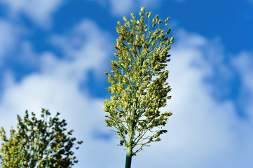 jowar grain sorghum crop farm under blue sky