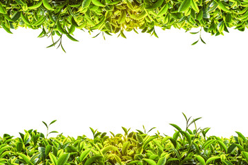 Green tea frame on white background