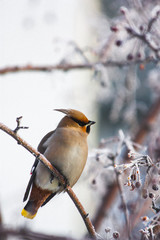 The bird is rustling on a branch of a frozen wild apple tree in winter.