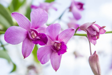 Fototapeta na wymiar Orchid purple flowers on nice day