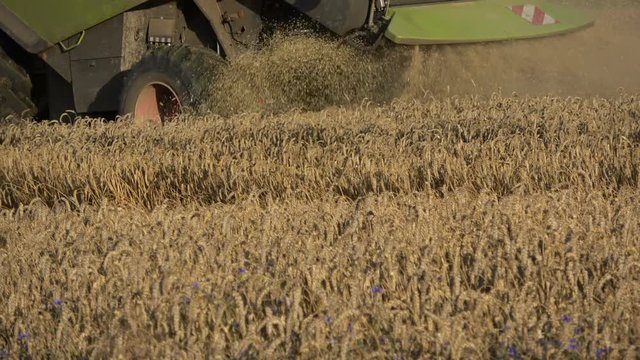 Combine harvester harvesting wheat in summer end field, machinery detail

