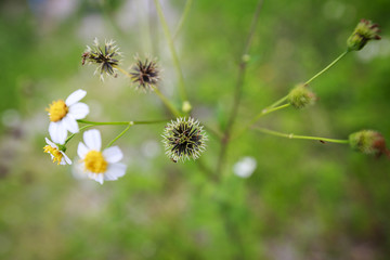 
Grass flower in the garden
