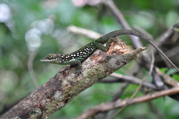 Lézard anoli Guadeloupe