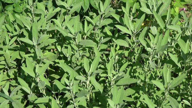 Medical sage Salvia officinalis plant leaves fresh background in garden in wind