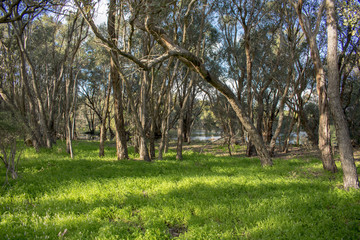 Trees near lake