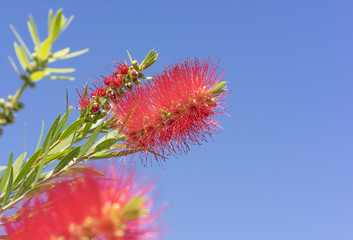 Australian Callistemon red bottlebrush flowers