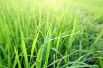 Fototapeta na wymiar Rice field at Lampang Thailand