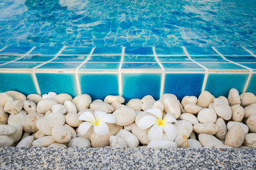 Frangipani flowers near a luxury swimming pool with blue water