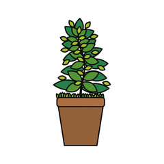 Plant in pot vector illustration graphic design