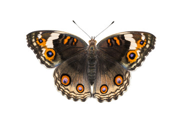 Isolated dorsal view of female blue pansy butterfly ( Junonia orithya Linnaeus )