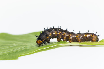 Caterpillar of blue pansy butterfly ( Junonia orithya Linnaeus ) resting on leaf