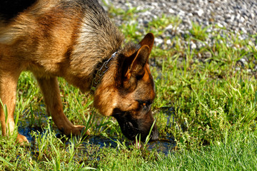 German Shepherd