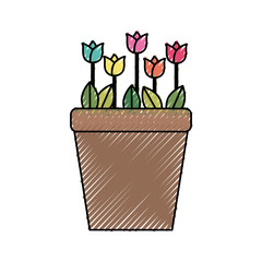 Beautiful flower in pot