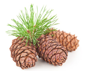 Cedar cones with branch