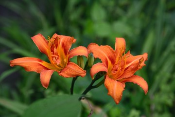 ヤブカンゾウ（忘れ草）の朱色の花（Hemerocallis fulva var. kwanso）