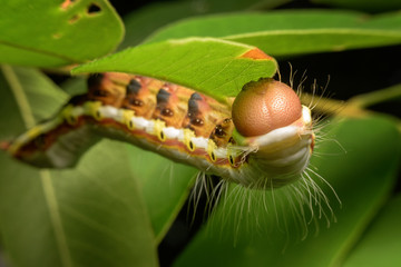 a monarch caterpillar is hanging upside down on a leaf