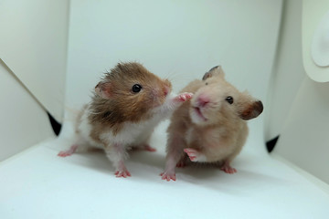Blurred photo of two hamster fight, selective focus