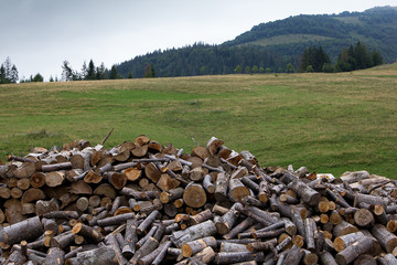 Firewood. Harvesting firewood for the winter.