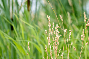 Prairie Grass with Tall Grass and Cattails in Background