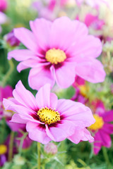 Obraz premium pink cosmos flowers , daisy blossom flowers in the garden