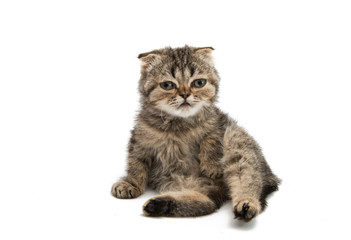 Obraz premium Gray kitten