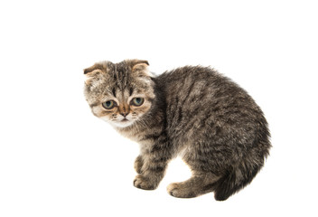Fototapeta na wymiar Gray kitten
