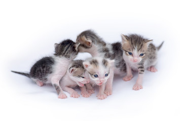 Cute kittens playing on white background