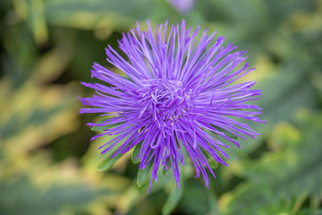 Close-Up einer lila Blüte