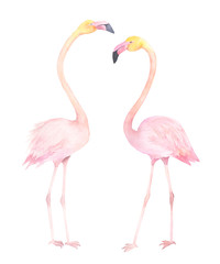 Exotic bird. Watercolor couple flamingo. Hand drawn illustration © natikka