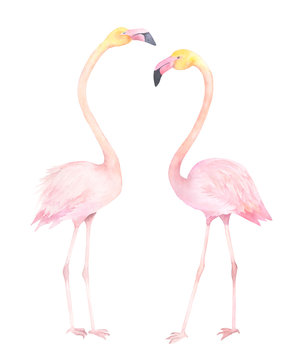 Exotic bird. Watercolor couple flamingo. Hand drawn illustration