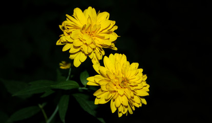 flower, yellow, nature