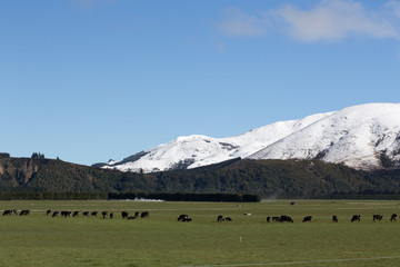 Fototapeta na wymiar Cows in Winter