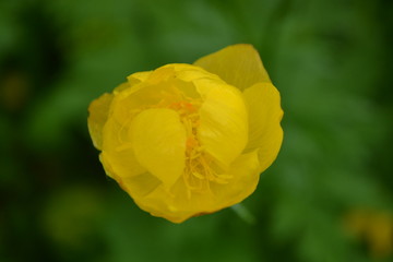 Yellow flower on a green background