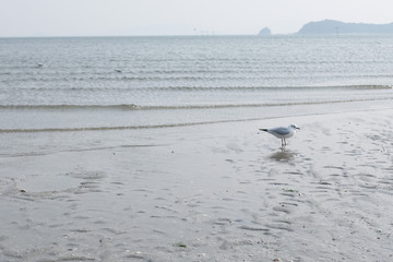 海辺のカモメ