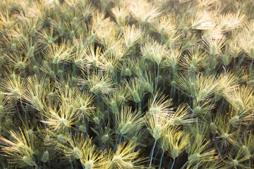 太陽の光で輝く小麦