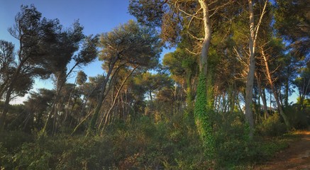 Fototapete bei efototapeten.de bestellen   