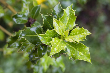 Holly leaves and water drops.