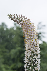 Many flowers on a stem in the rain.