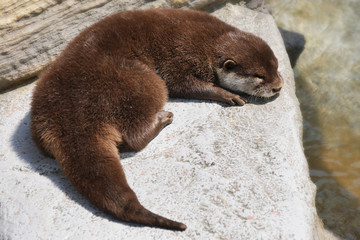 カワウソの昼寝
