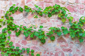background texture stone wall covered with creeper plants