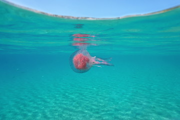 Obraz premium A mauve stinger jellyfish Pelagia noctiluca underwater below the water surface, Mediterranean sea, Spain, Costa Brava, Girona, Catalonia