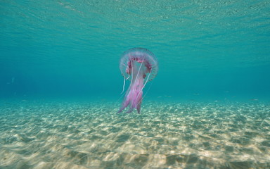 Obraz premium A mauve stinger jellyfish Pelagia noctiluca underwater between a sandy seabed and the water surface, Mediterranean sea, Spain, Costa Brava, Girona, Catalonia